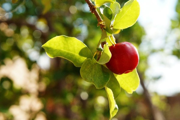 acerola 2670143 960 720