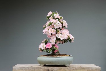 Rhododendron - Azalka
