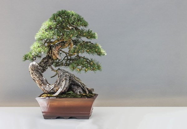 bonsai 1805501 960 720