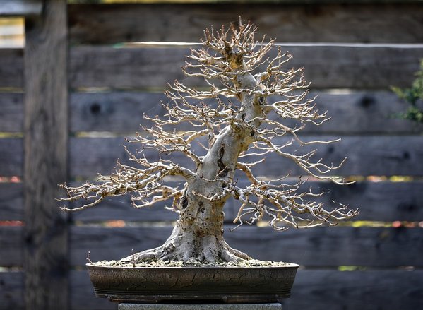 bonsai 5957526 960 720