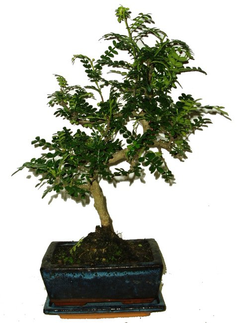 caragona spinosa cinsky pepr 