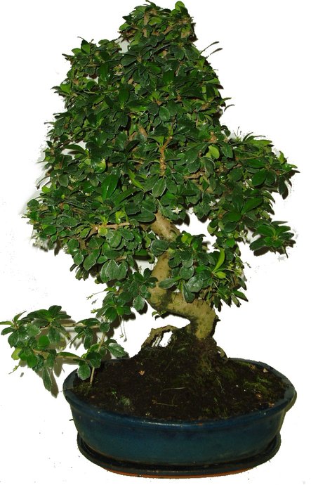 bonsai carmona1