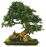 Bonsai