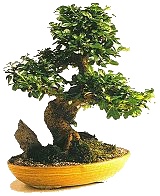 bonsaje