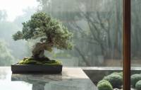 Bonsaje a Feng Shui