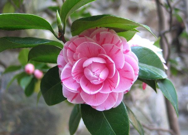 camellia 775873 960 720