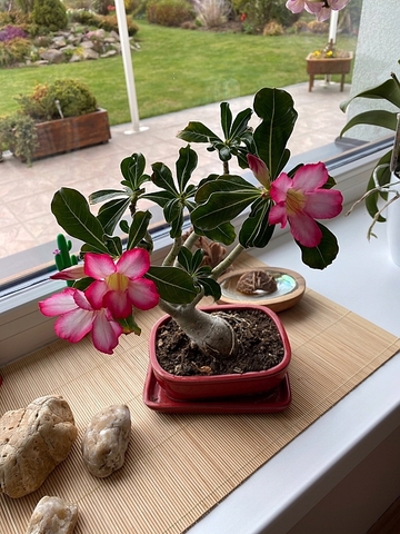 Adenium fotografie 