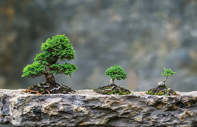 Příběh jedné bonsaje: Od sazenice po mistrovské dílo