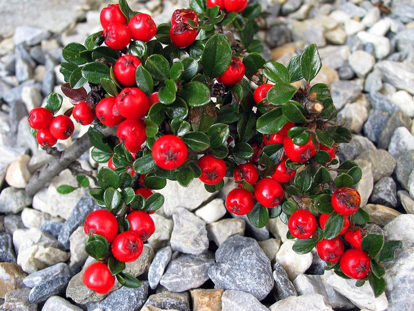 cotoneaster 215108 960 720