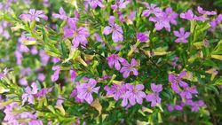 Cuphea hyssopifolia - Hlazenec ohnivý