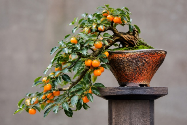Diospyros kaki: Podzimní klenot mezi venkovními bonsajemi