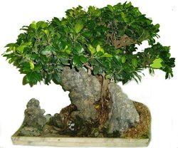 Ficus retusa - Fíkus malolistý