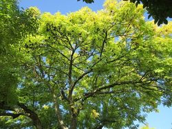 Fraxinus uhdei - Jasan