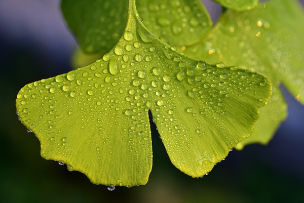 ginko 3510670 960 720