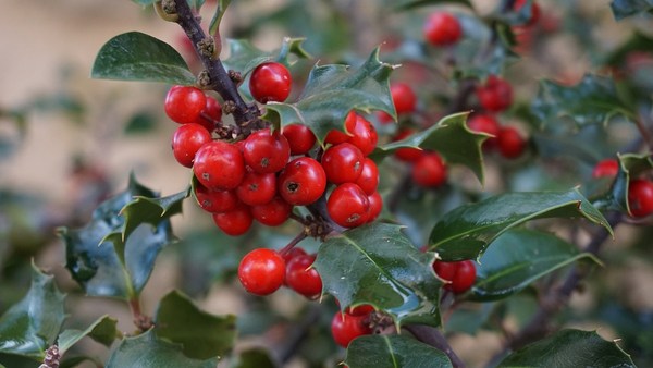 holly tree 1030595 960 720