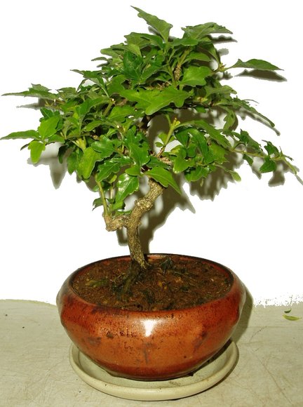Premna Microphyla - Kozlovoň