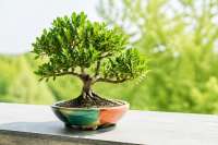 Pistacia lentiscus: Středomořský klenotem v bonsajové misce