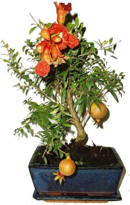 Punica granatum - Granátové jablko