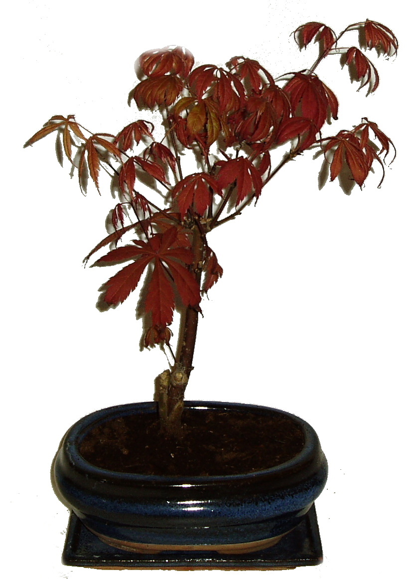 Acer palmatum - Javor dlanitolistý 514