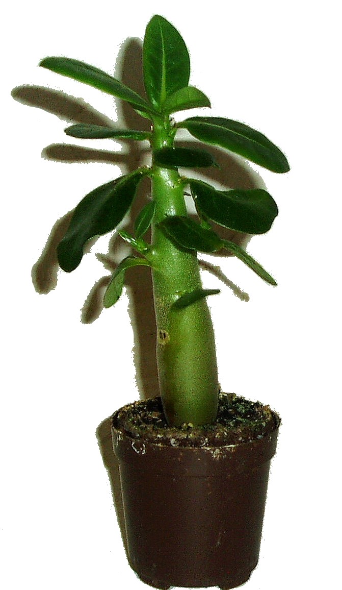 Adenium pouštní růže menší