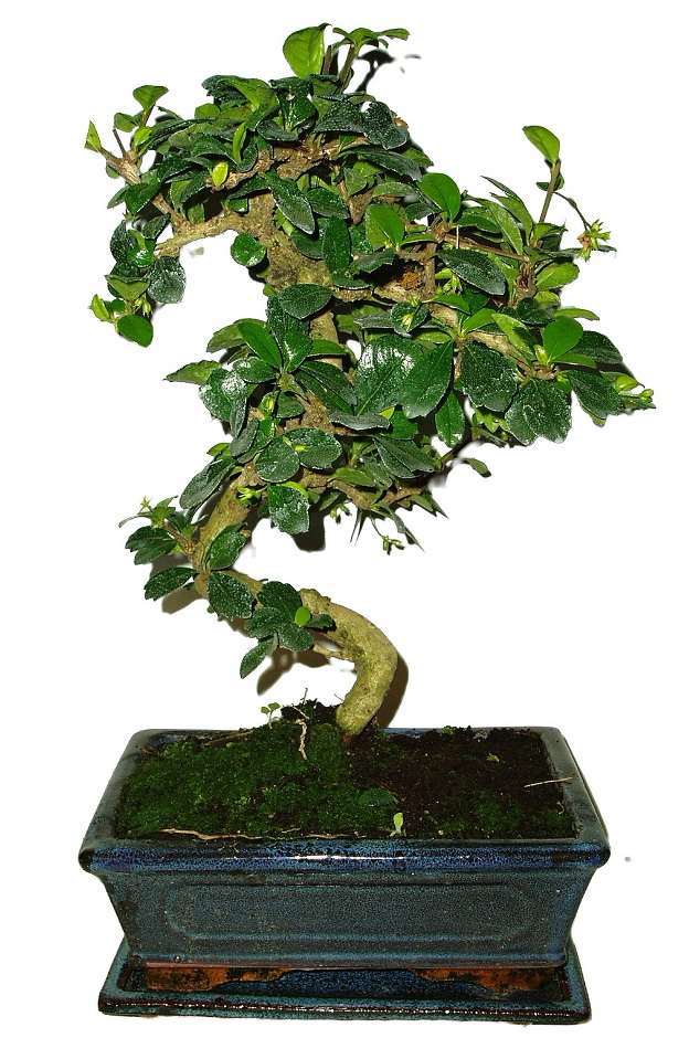 Bonsaï Carmona Microphylla - Hauteur 20-30 Cm - Pot 15 Cm - Plante D'intérieur élégante Et Facile D'entretien