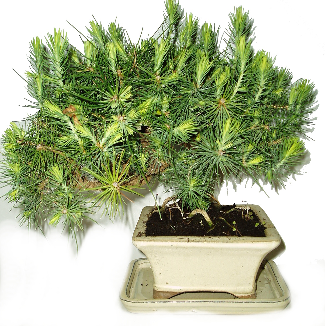 Bonsai Pinus halepensis 523