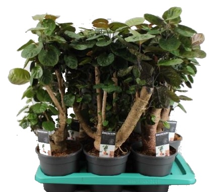 Bonsai Polyscias