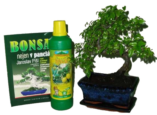 Bonsai střední kroucená carmona varianta B