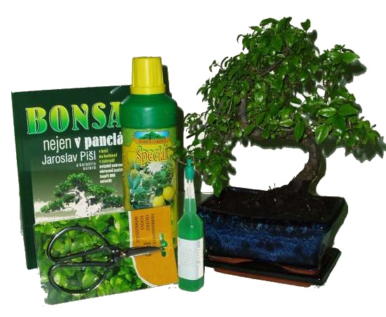 Bonsai střední tvarovaná zelkova varianta D