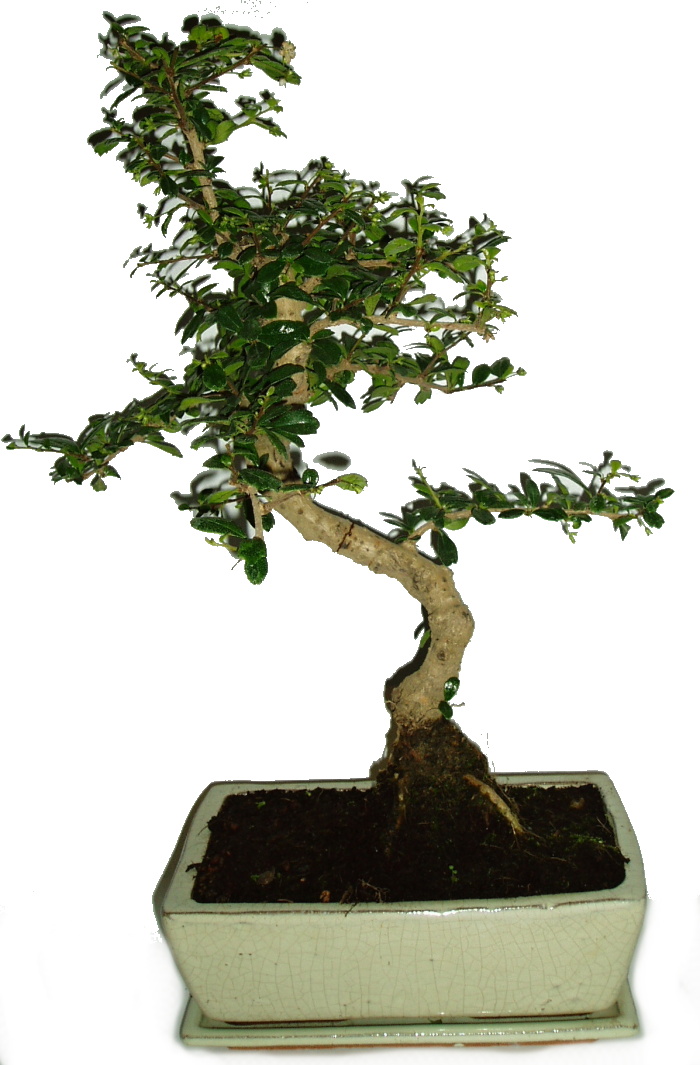 Bonsaj Carmona microphylla čaj fuki 260