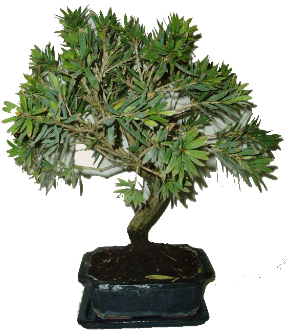 Callistemon 258