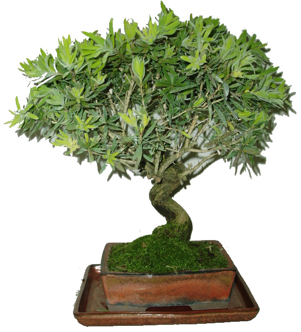 Callistemon 280