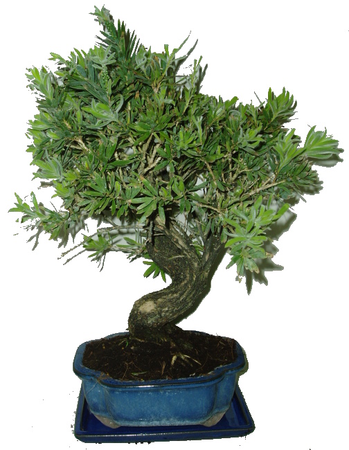 Callistemon 304