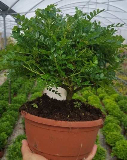 Caragona spinosa - čínský pepř pokojová bonsai