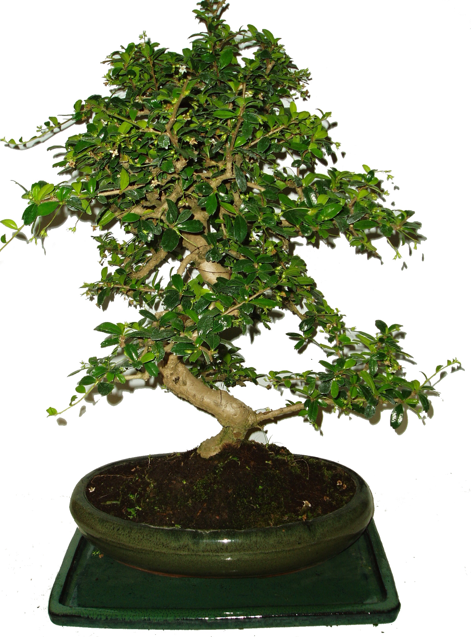 Carmona microphylla - čaj fuki 242 bonsai