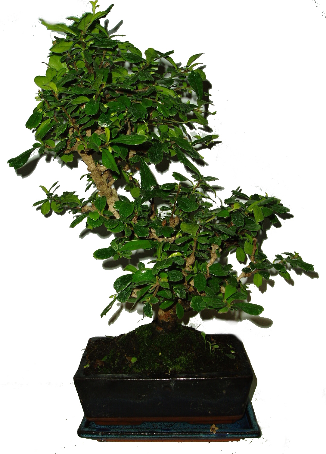 Carmona microphylla - čaj fuki 671 bonsai
