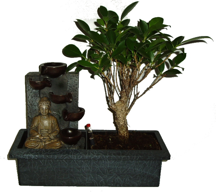 Ficus retusa - fíkovník - bonsai 790 - fontána funkční součástí čerpadýlko