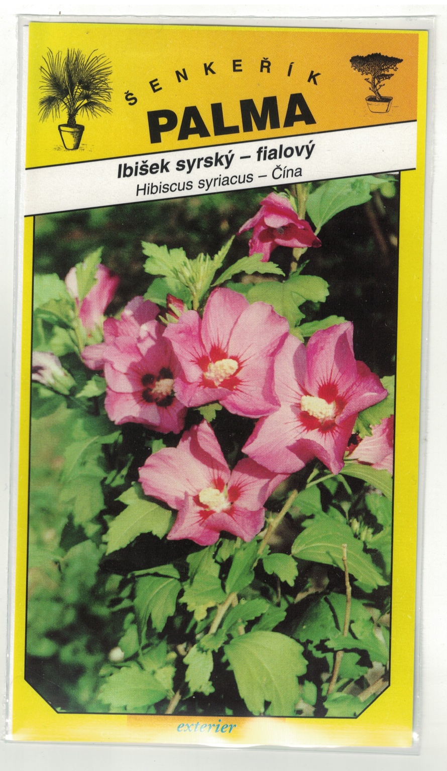 Ibišek syrský fialový – Hibiscus syriacus