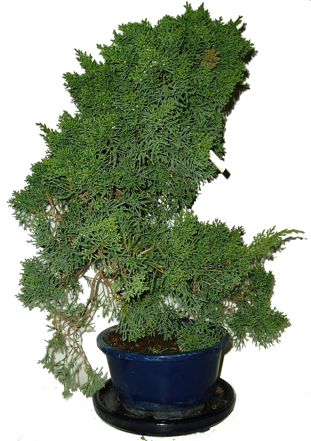 Juniperus - Jalovec 494 - venkovní bonsaje