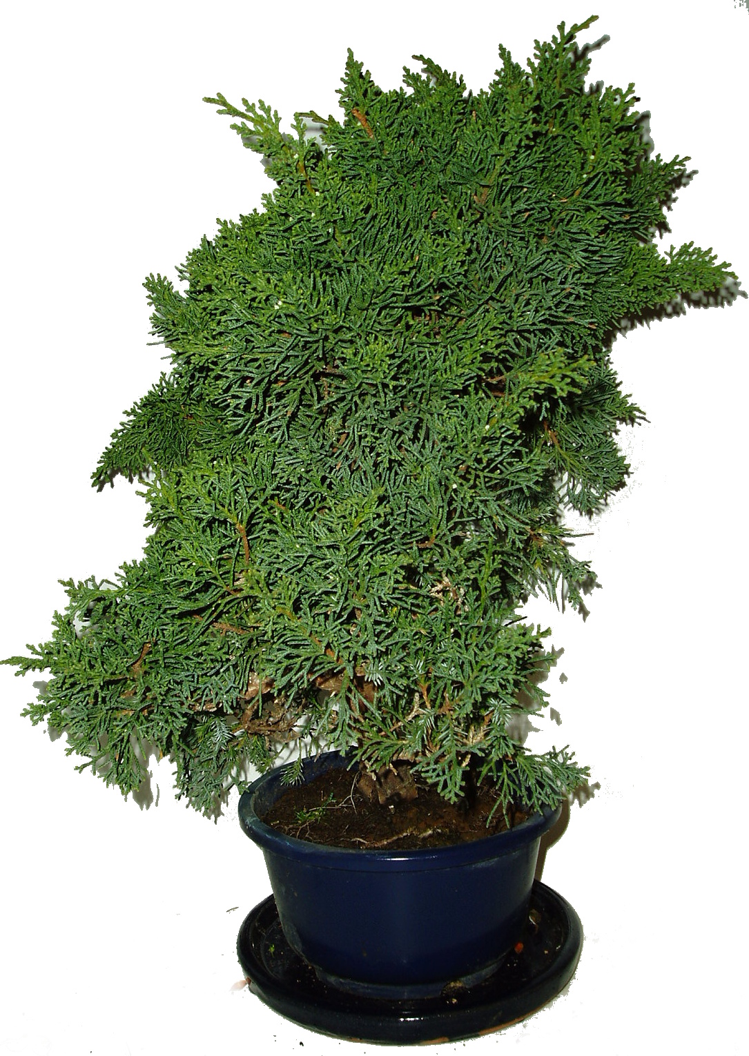 Juniperus - Jalovec 495 - venkovní bonsaje