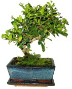 Pokojová bonsaj Carmona microphylla - čaj fuki 047y