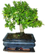Zelkova 048 - pokojové bonsaje 