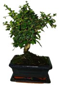 Pokojová bonsaj Carmona microphylla - čaj fuki 049