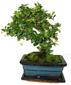 Pokojová bonsaj Carmona microphylla - čaj fuki 050