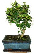 Pokojová bonsaj Carmona microphylla - čaj fuki 051