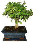 Zelkova 052 - pokojové bonsaje 