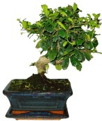 Pokojová bonsaj Carmona microphylla - čaj fuki 053