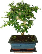 Pokojová bonsaj Carmona microphylla - čaj fuki 054