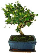 Pokojová bonsaj Carmona microphylla - čaj fuki 055