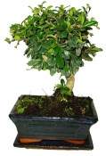 Pokojová bonsaj Carmona microphylla - čaj fuki 056